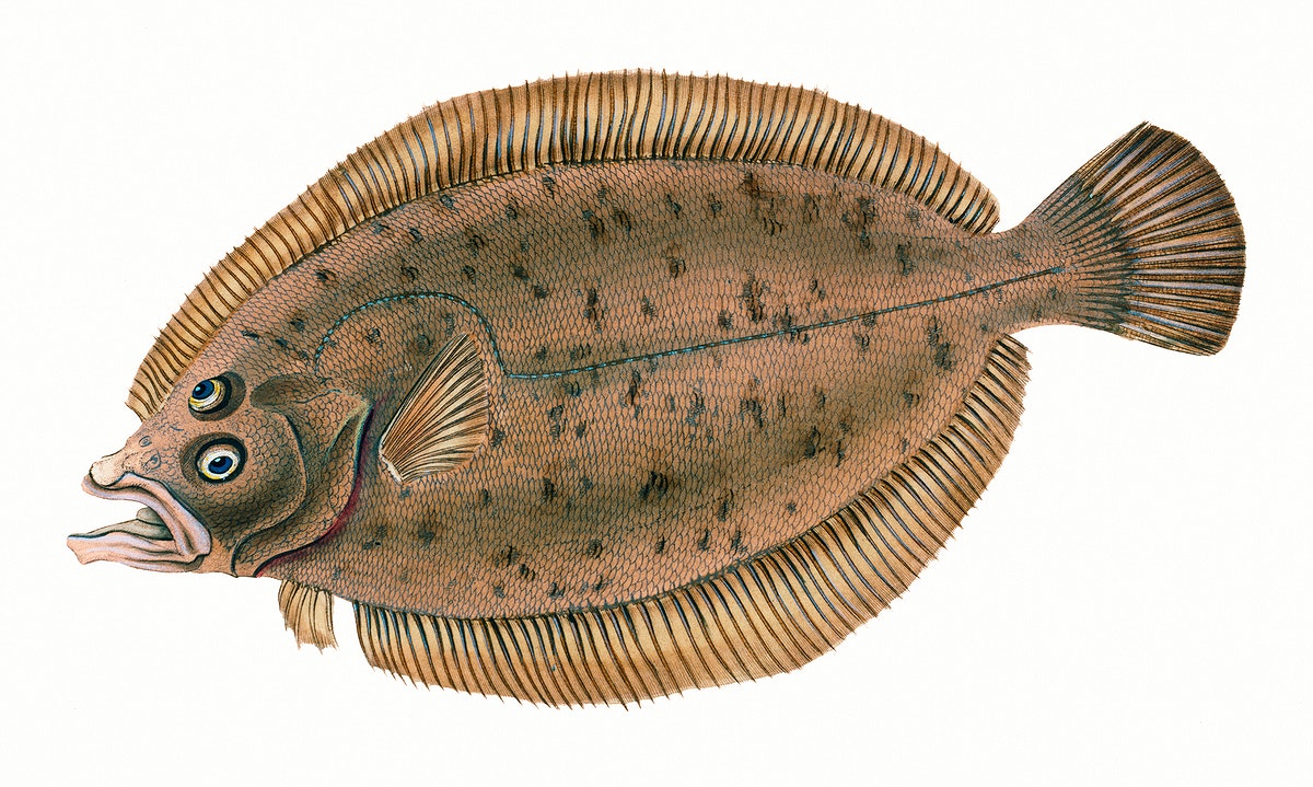Common dab (Limanda limanda) illustration from The Natural History of British Fishes (1802) by Edward Donovan (1768-1837). Original from The New York Public Library. Digitally enhanced by rawpixel.