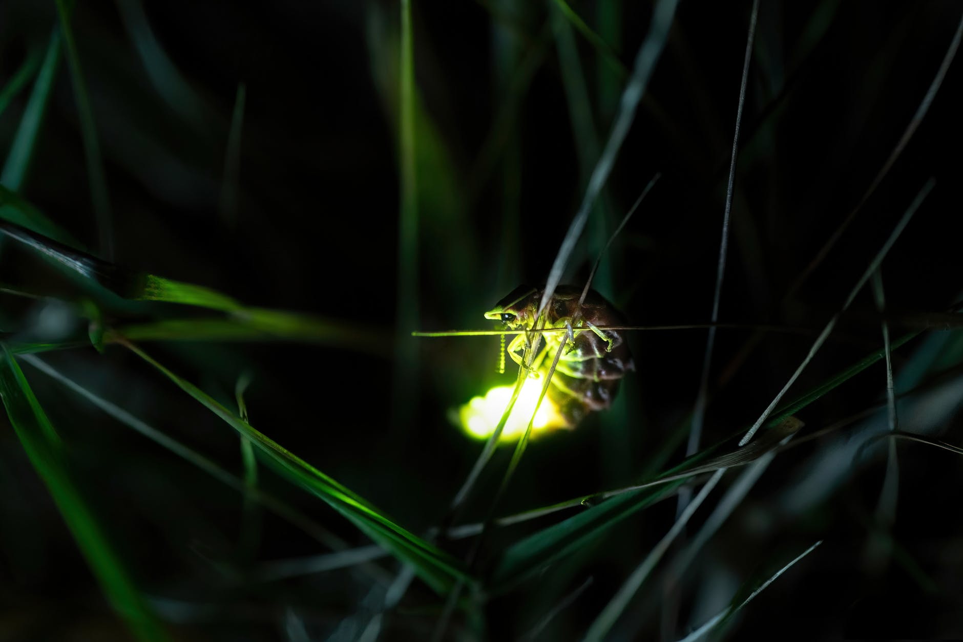 glowing firefly on a grass
