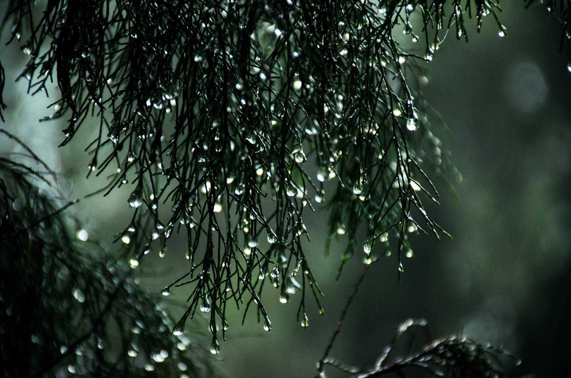 close up photography of wet leaves